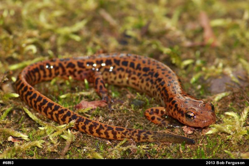 Eastern Long-tailed Salamander