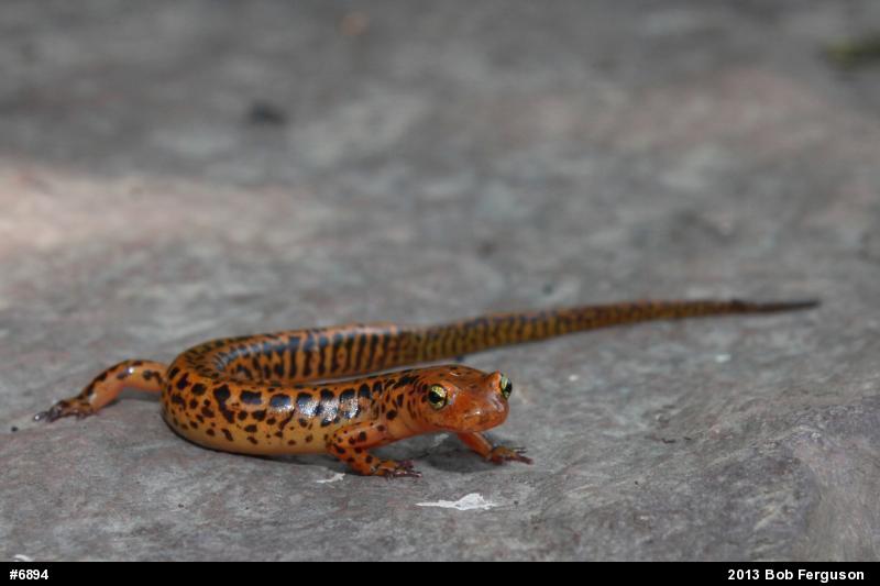 Eastern Long-tailed Salamander