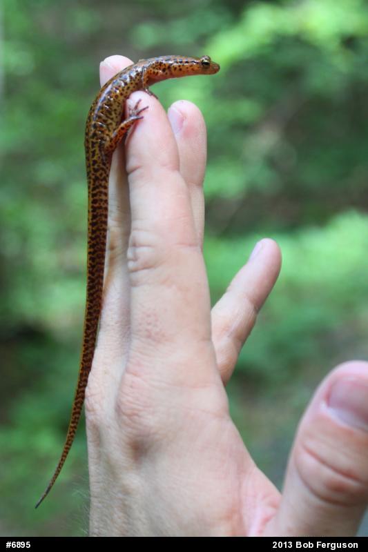 Eastern Long-tailed Salamander