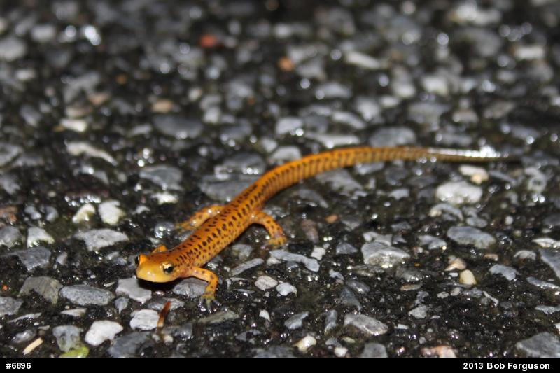 Eastern Long-tailed Salamander