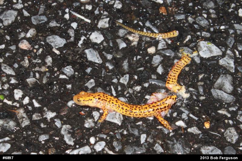 Eastern Long-tailed Salamander