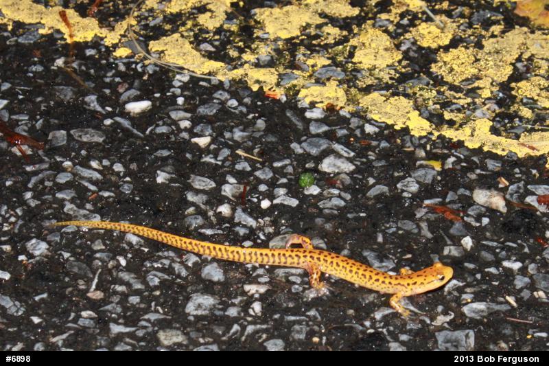 Eastern Long-tailed Salamander