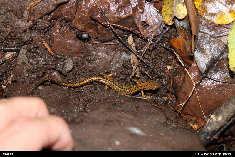 Eastern Long-tailed Salamander