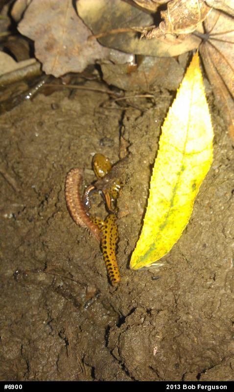 Eastern Long-tailed Salamander