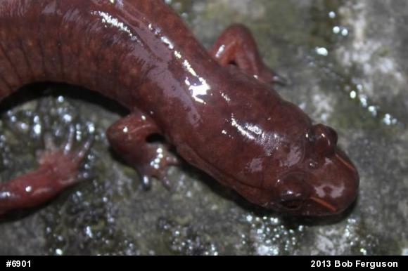 Northern Spring Salamander