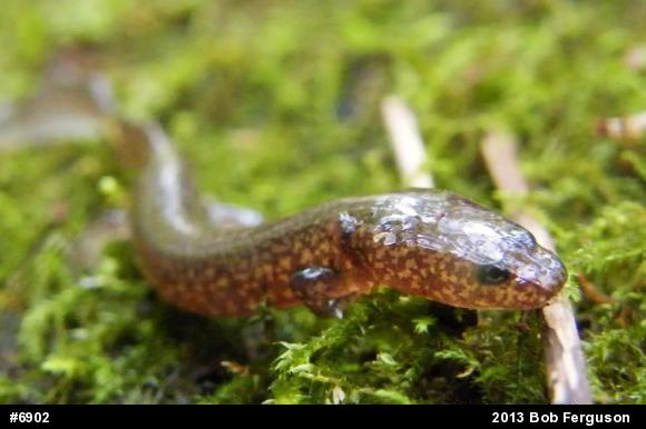 Northern Spring Salamander