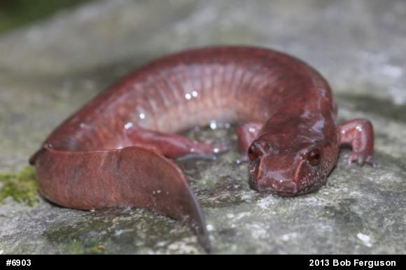 Northern Spring Salamander