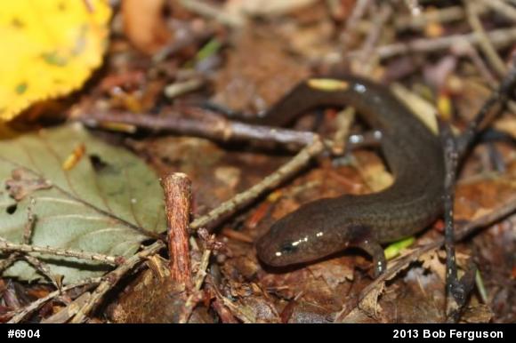 Northern Spring Salamander