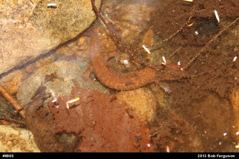 Northern Spring Salamander