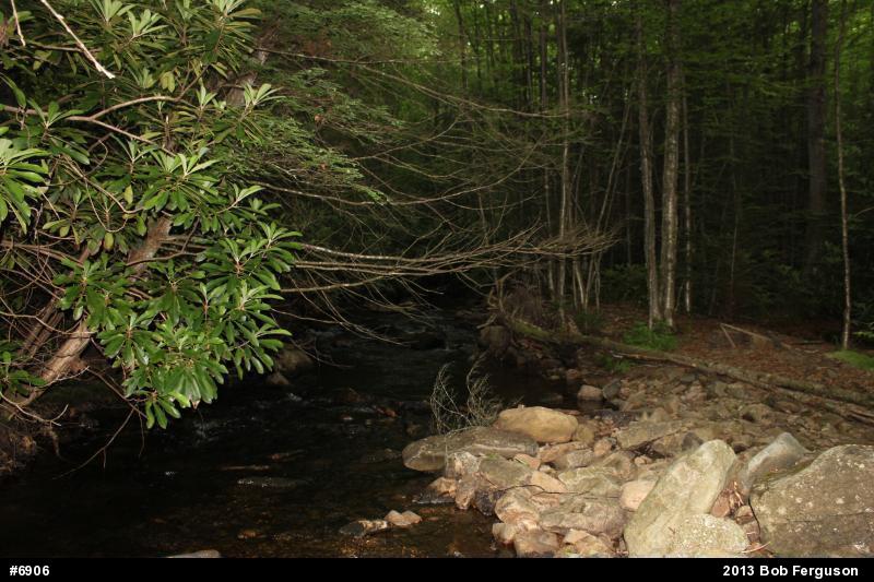 Northern Spring Salamander