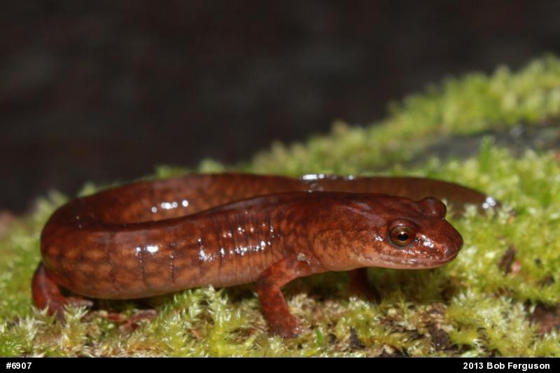 Northern Spring Salamander