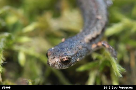 Four-toed Salamander