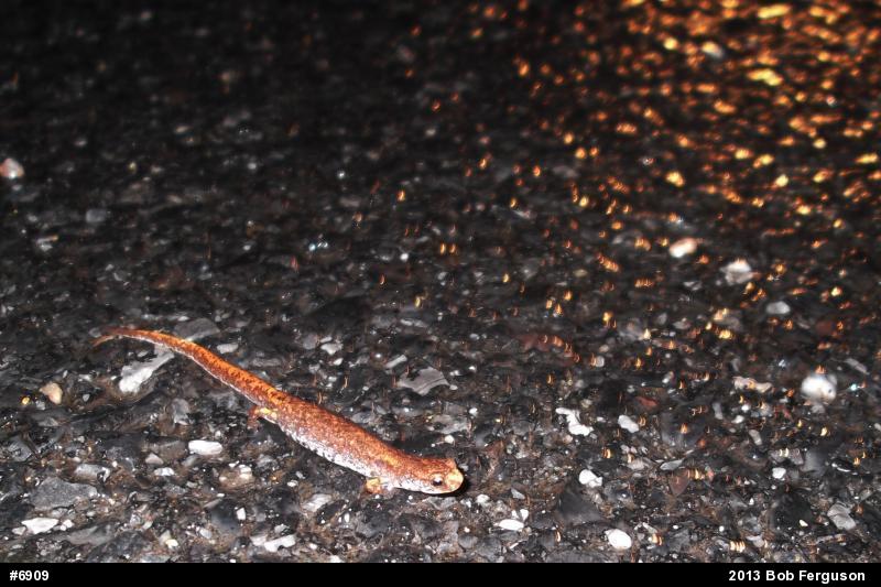 Four-toed Salamander