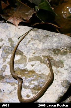 Queensnake