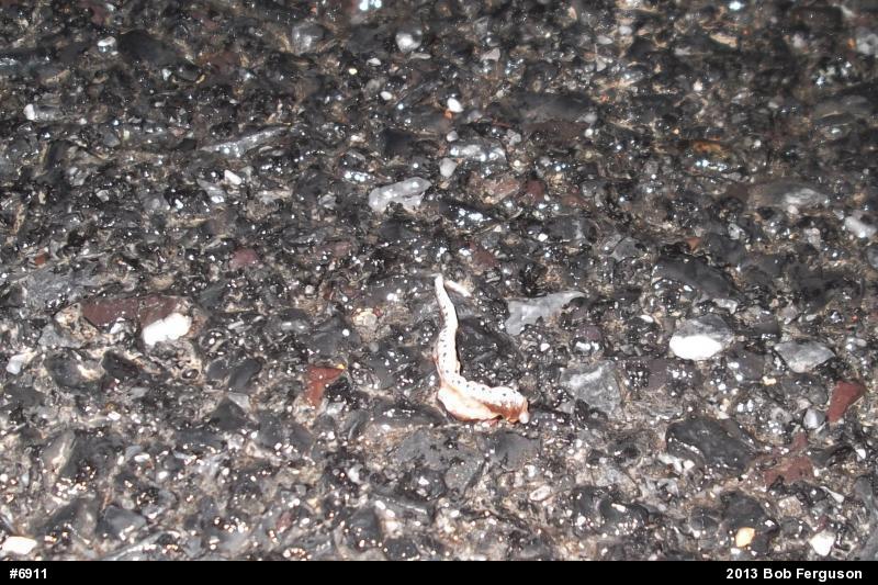 Four-toed Salamander