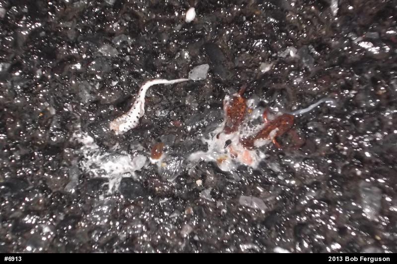 Four-toed Salamander