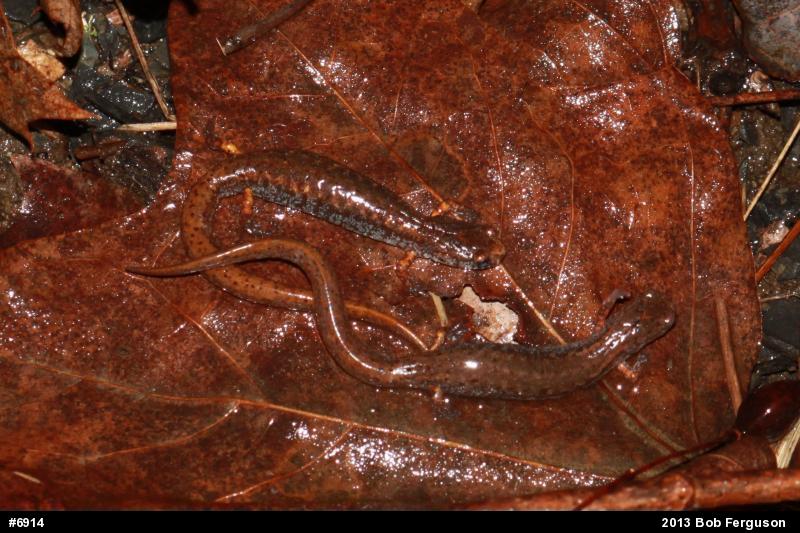Four-toed Salamander