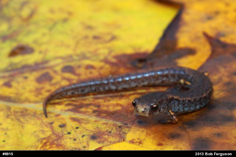 Four-toed Salamander