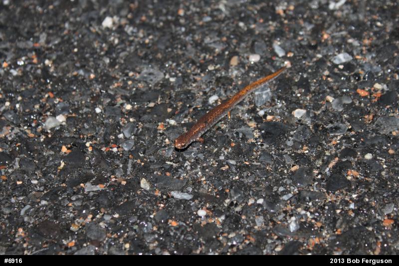 Four-toed Salamander
