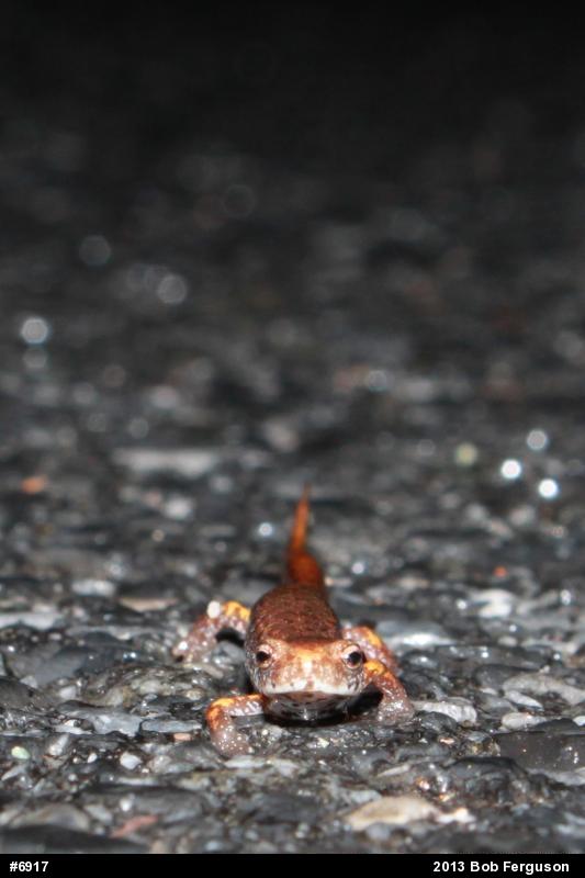 Four-toed Salamander