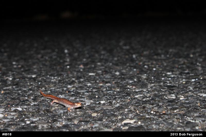 Four-toed Salamander