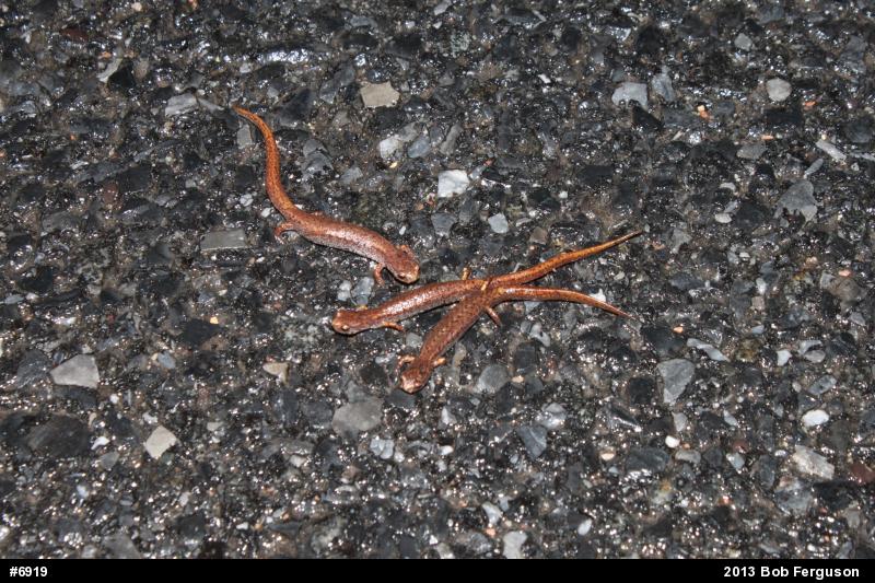 Four-toed Salamander