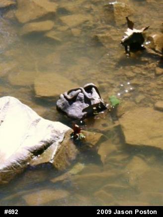 Northern Watersnake