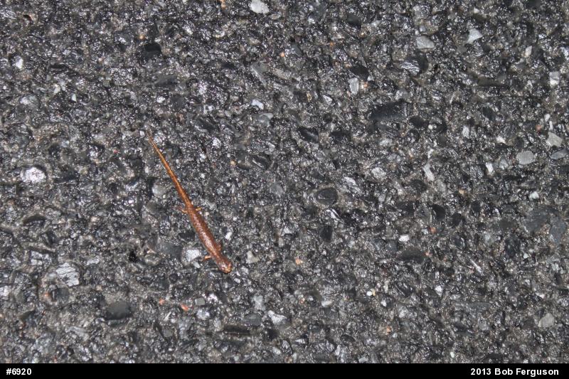 Four-toed Salamander