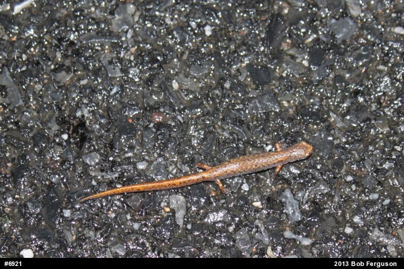 Four-toed Salamander
