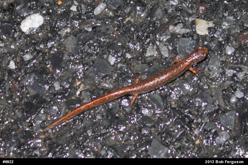Four-toed Salamander