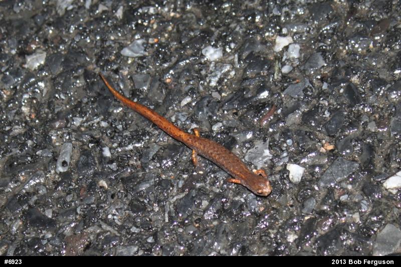 Four-toed Salamander