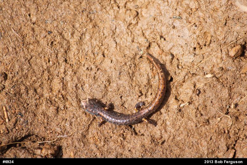 Four-toed Salamander