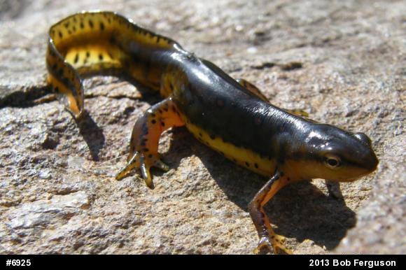 Red-spotted Newt