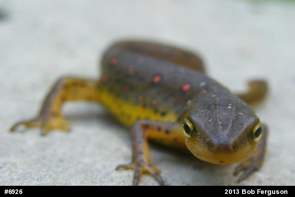Red-spotted Newt