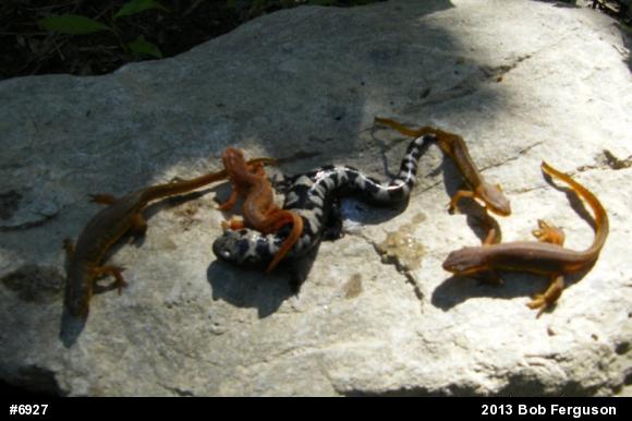Red-spotted Newt