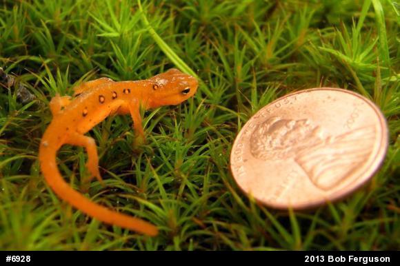 Red-spotted Newt