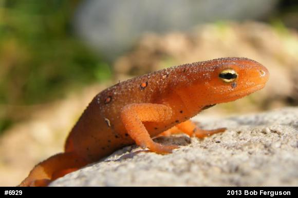 Red-spotted Newt