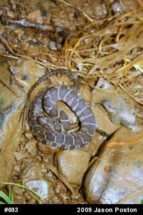 Northern Watersnake