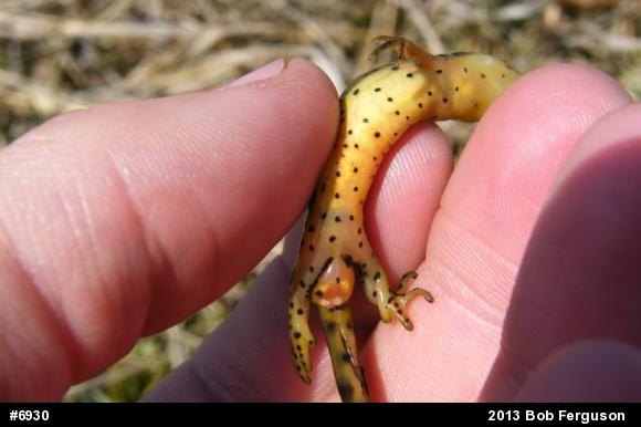 Red-spotted Newt