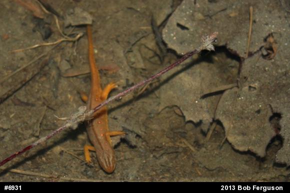 Red-spotted Newt