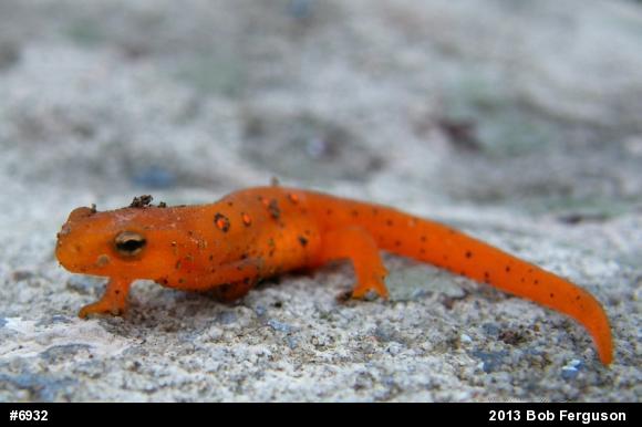 Red-spotted Newt