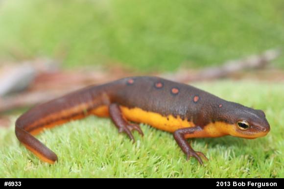 Red-spotted Newt