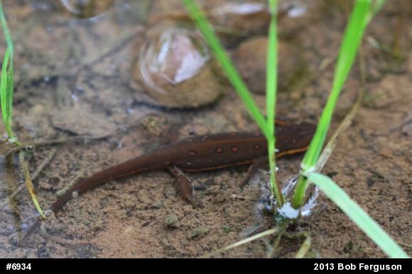 Red-spotted Newt