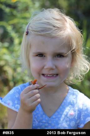 Red-spotted Newt