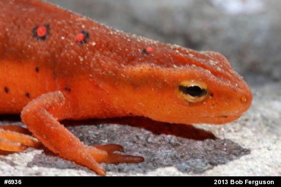Red-spotted Newt