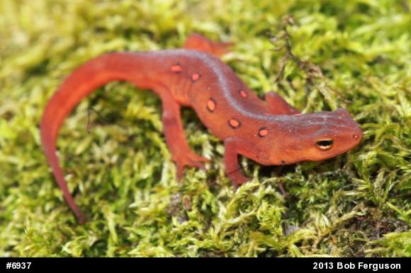 Red-spotted Newt