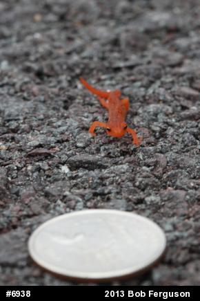 Red-spotted Newt