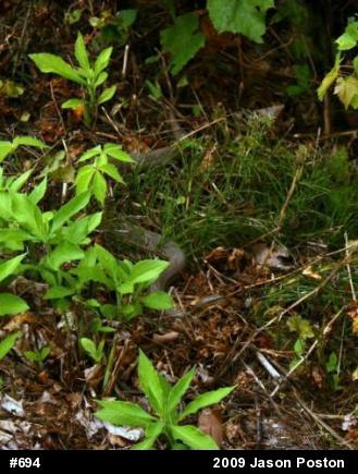 Northern Watersnake