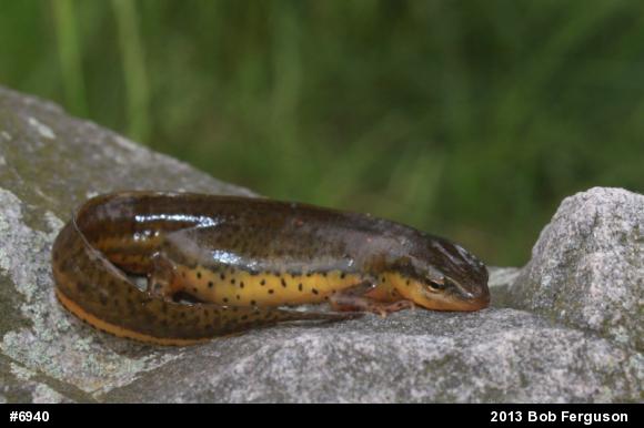 Red-spotted Newt
