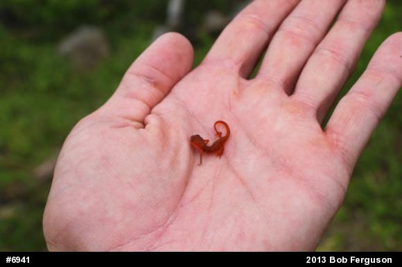 Red-spotted Newt